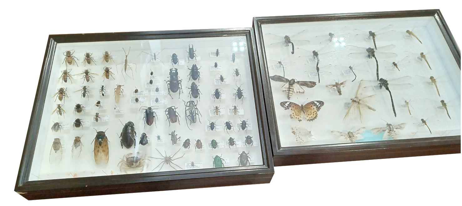 昆虫標本の展示